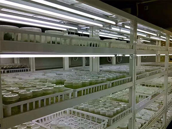 植物組織培養(yǎng)試驗要點小結(jié)