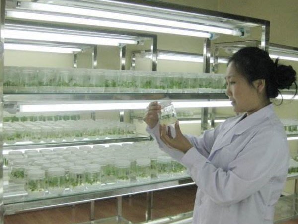 木本植物組織培養(yǎng)中再生方式